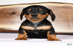 Miniature Dachshund dogs for sale: Arrow - Image 4