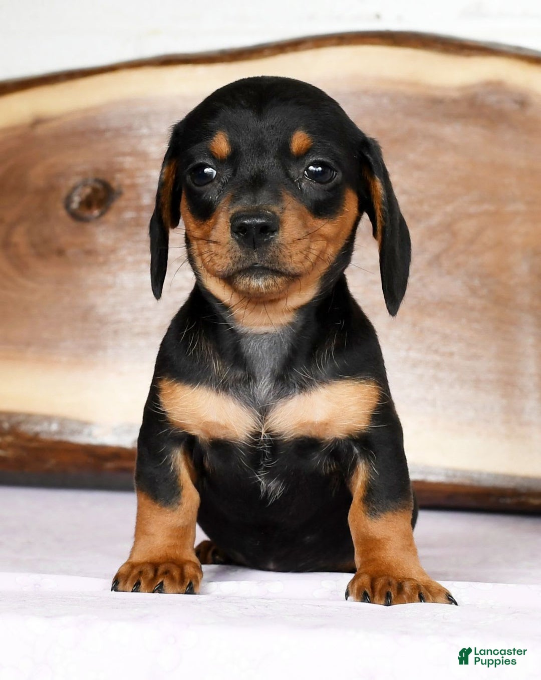 Miniature Dachshund dogs for sale: Arrow - Image 4