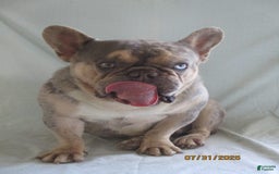 French Bulldog dogs for sale: IK9 Asher - Image 1