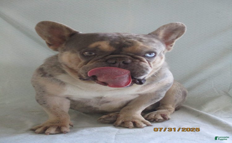 French Bulldog dogs for sale - Ad 1