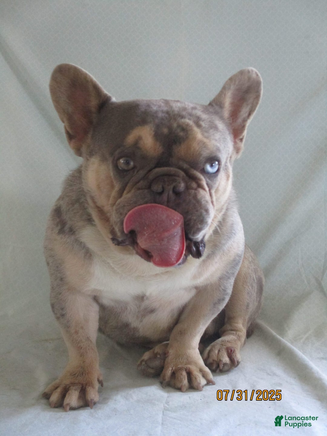 French Bulldog dogs for sale: IK9 Asher - Image 1