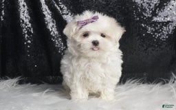 Maltese dogs for sale: Bella - Image 4