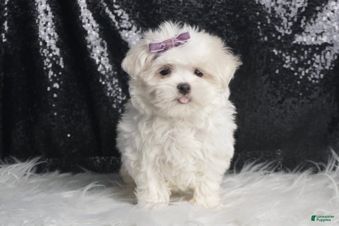 Maltese dogs for sale: Bella - Image 4