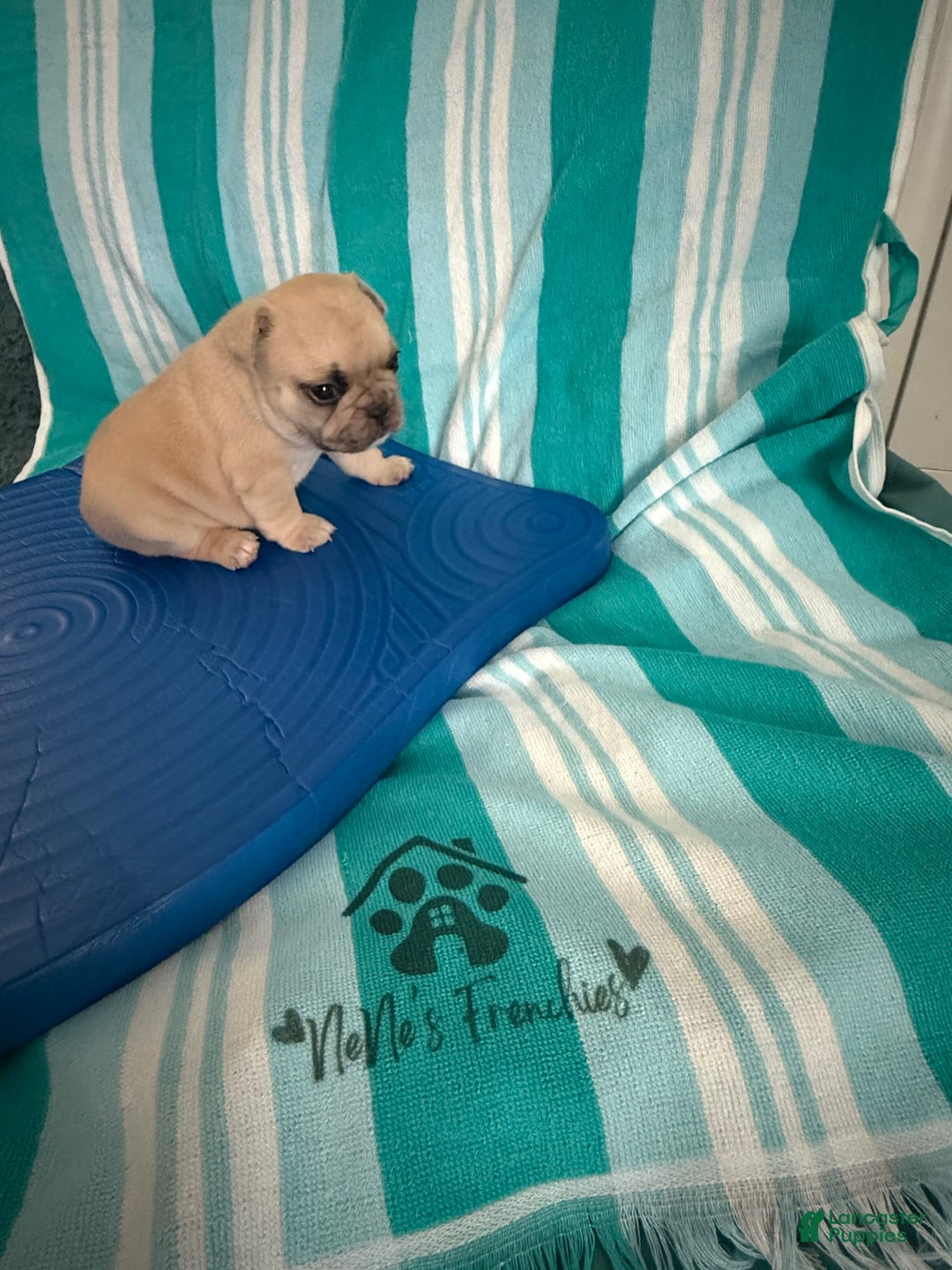French Bulldog dogs for sale: Akc Cream Black Mask Spot - Image 7