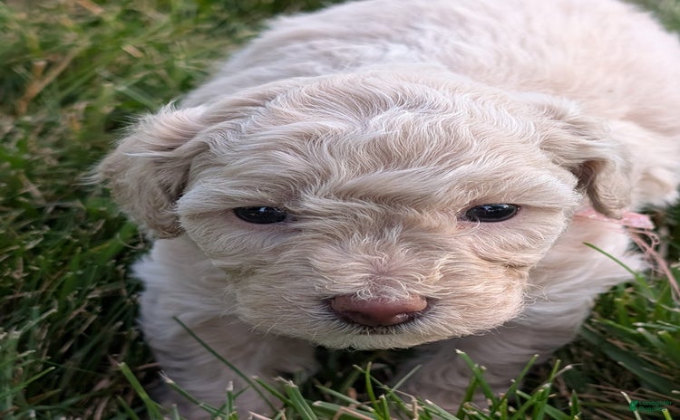 Bichpoo dogs - Advert 26