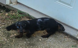 Miniature Dachshund dogs for sale: Shorty - Image 3