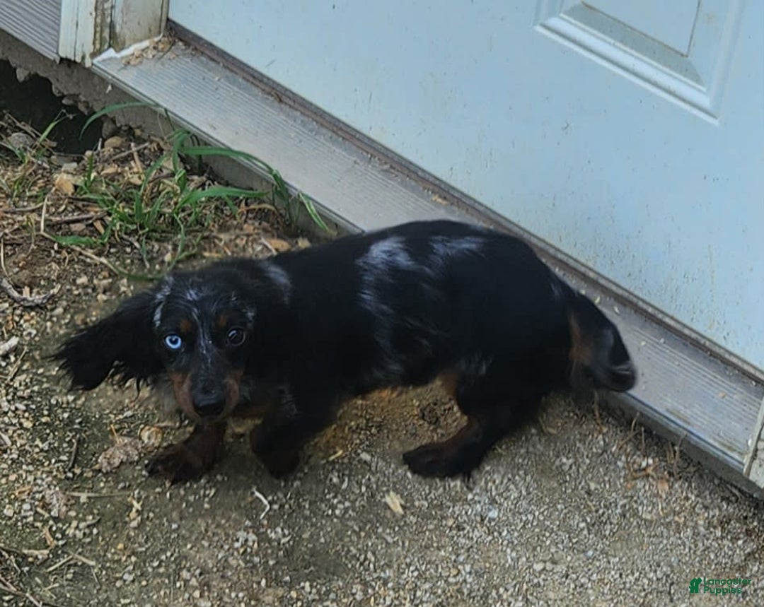 Miniature Dachshund dogs for sale: Shorty - Image 3