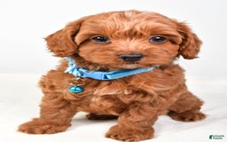 Cockapoo dogs for sale: Nila - Image 1