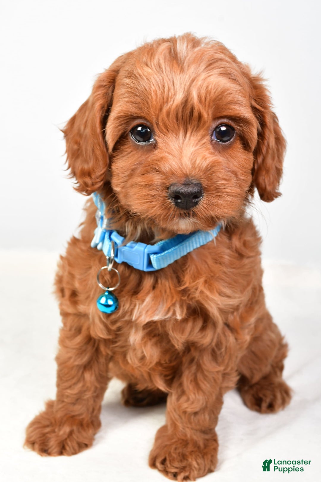 Cockapoo dogs for sale: Nila - Image 1