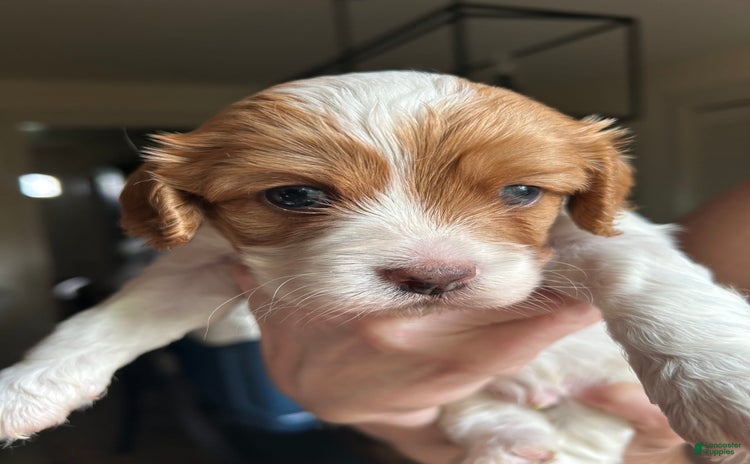 Cavapoo dogs for sale - Ad 3