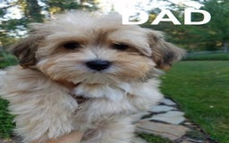 Beagle dogs for sale: Bassetdoodles - Image 24