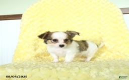 Chihuahua dogs for sale: Chihuahua 4 puppies - Image 14