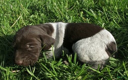 German Shorthaired Pointer dogs for sale: Marla - Image 1