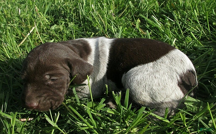German Shorthaired Pointer dogs for sale - Ad 1