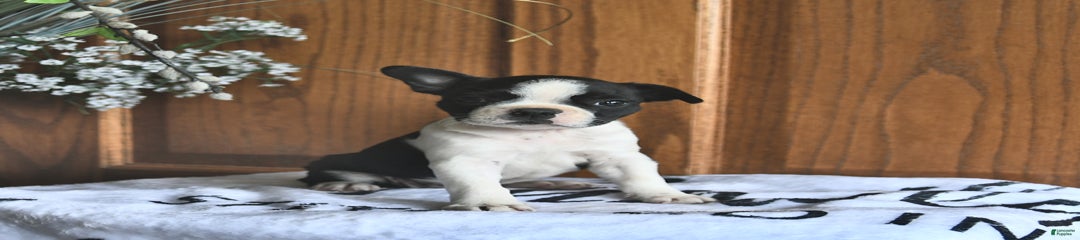 Heidi