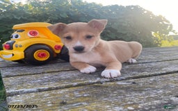 Shiba Inu dogs for sale: Buster - Image 1