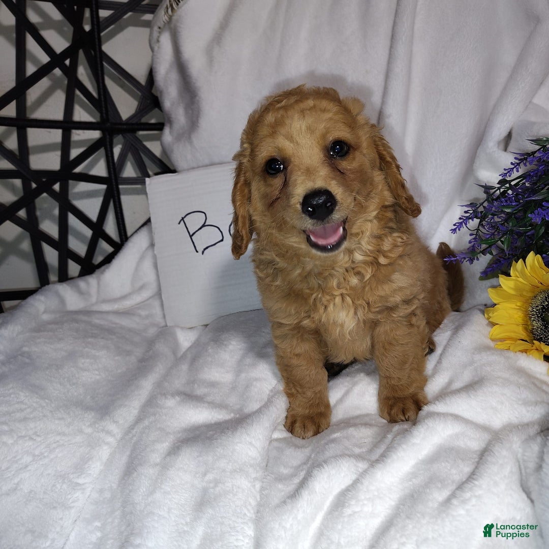 Mini Goldendoodle dogs for sale: Buck - Image 2
