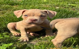 American Bully dogs for sale: Teddy - Image 1