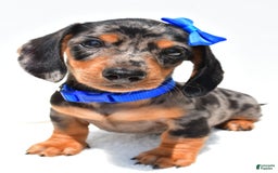 Miniature Dachshund dogs for sale: Joey - Image 4