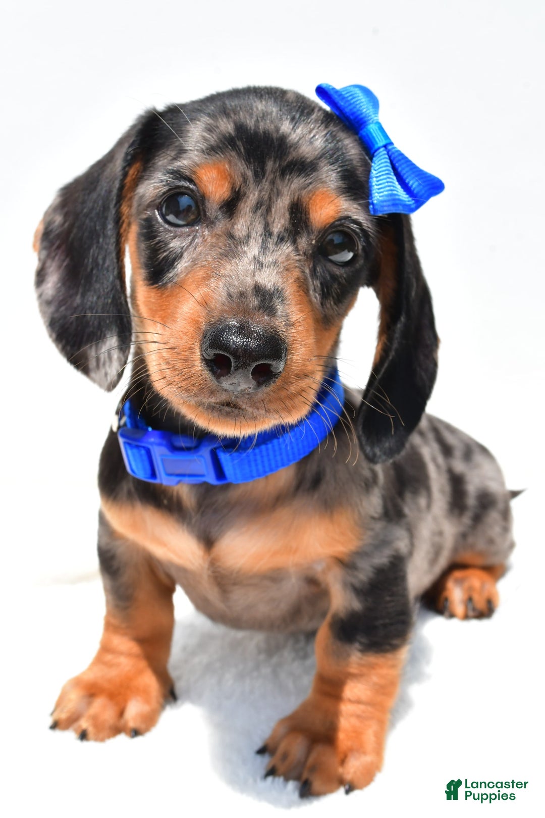 Miniature Dachshund dogs for sale: Joey - Image 4