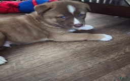 Akita dogs for sale: Puppy - Image 7