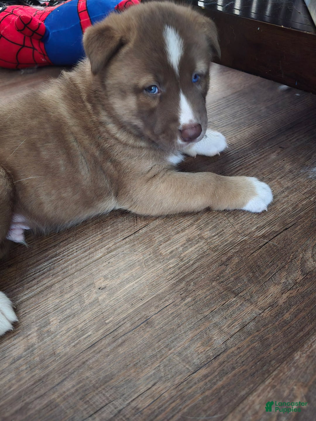 Akita dogs for sale: Puppy - Image 7