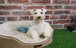 Miniature Schnauzer dogs for sale: Miniature Schnauzer 6 puppies - Image 5