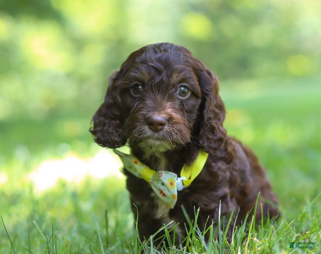 Cockapoo dogs for sale: Kane - Image 9
