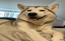 Alaskan Malamute dogs for sale: Acadia - Image 10