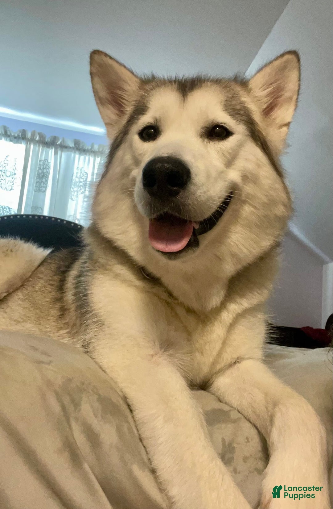 Alaskan Malamute dogs for sale: Acadia - Image 10