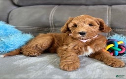 Mini Goldendoodle dogs for sale: Missy - Image 6