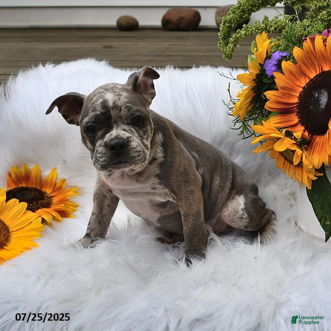 Frenchton dogs for sale: Parker - Image 4