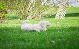 Bichpoo dogs for sale: Baba - Listing for pets: Baba, Biko, Buddy, Bo, Benny, Barry, Betty - Image 3