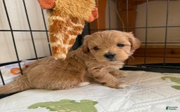 Maltipoo dogs for sale: Maya - Image 4