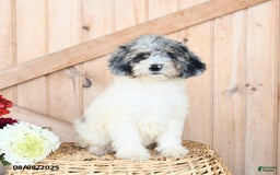 Miniature Poodle dogs for sale: Miniature Poodle 8 puppies - Image 7