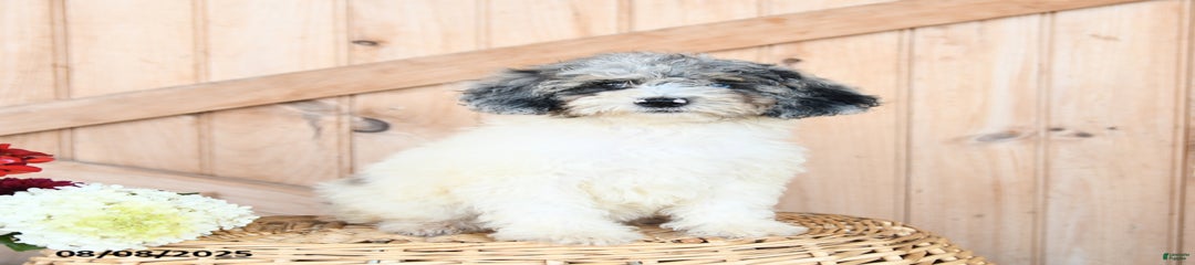 Twila
