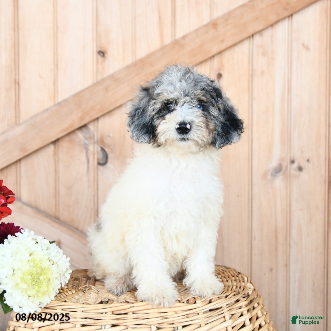 Miniature Poodle dogs for sale: Miniature Poodle 8 puppies - Image 7