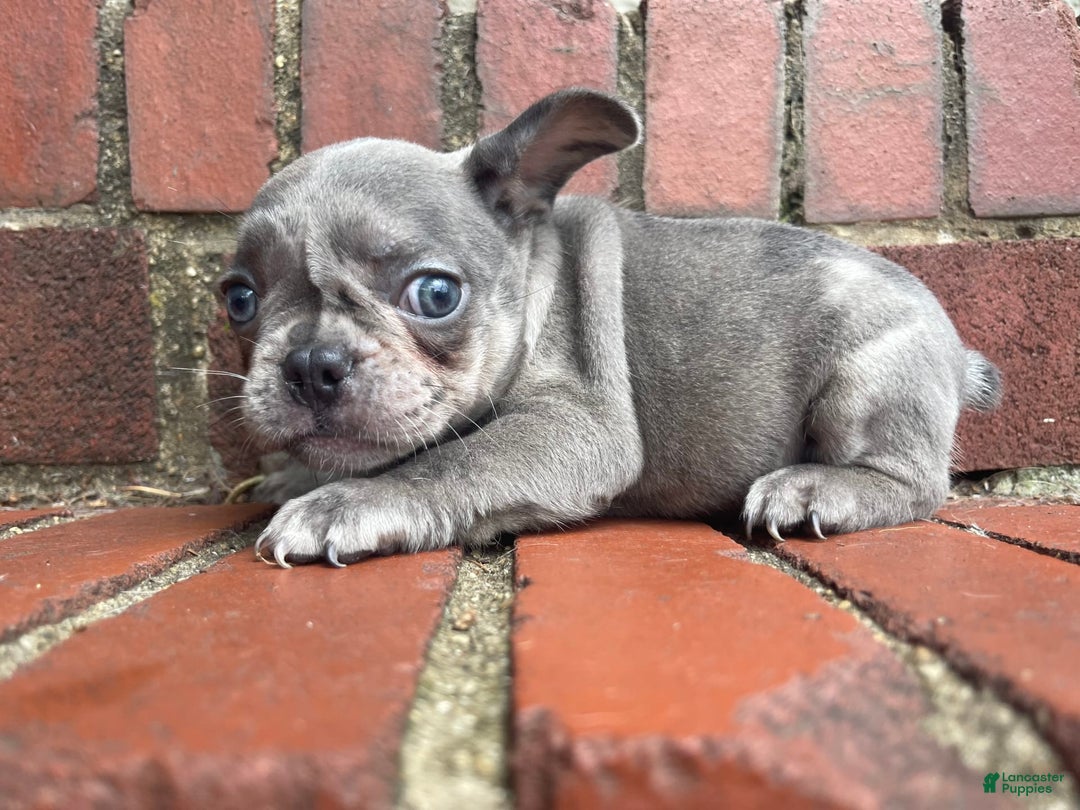 French Bulldog dogs for sale: Luna - Image 47