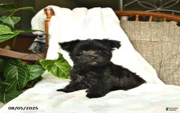 Havanese dogs for sale: Popcorn - Image 1