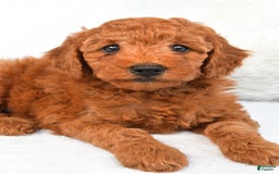 Mini Goldendoodle dogs for sale: Cooper - Image 6
