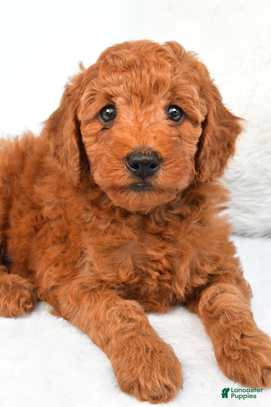Mini Goldendoodle dogs for sale: Cooper - Image 6