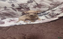 Chihuahua dogs for sale: Duke - Image 1