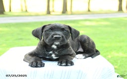 Cane Corso dogs for sale: Meadow - Image 2