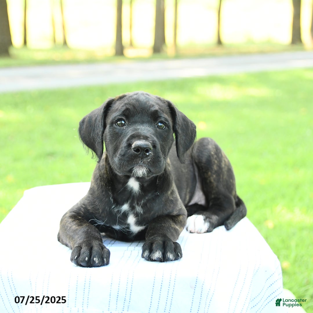 Cane Corso dogs for sale: Meadow - Image 2