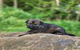 German Shepherd dogs for sale: Kora - Image 18