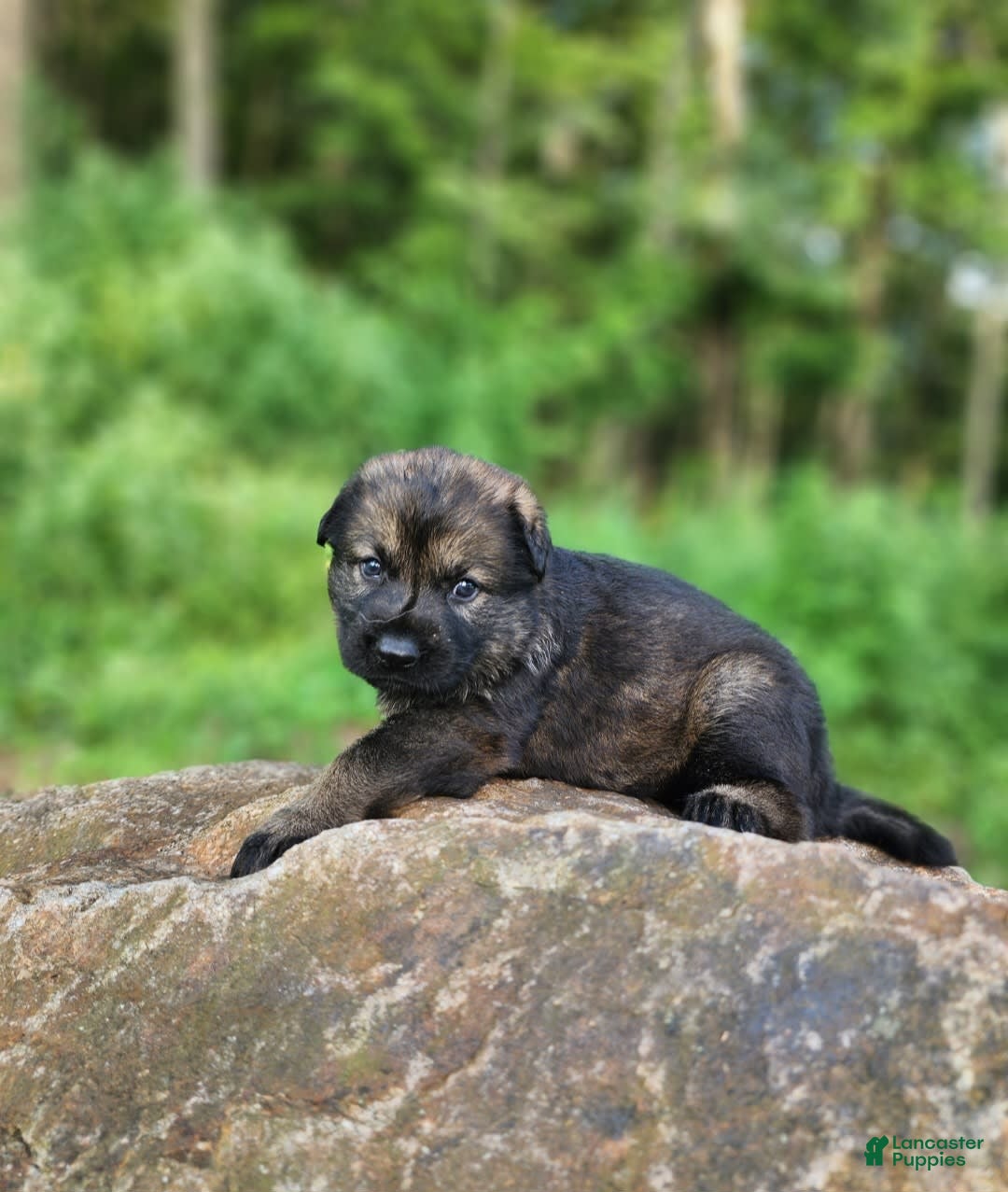 German Shepherd dogs for sale: Kora - Image 18