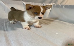 Welsh Corgi Pembroke dogs for sale: Jewel - Image 4