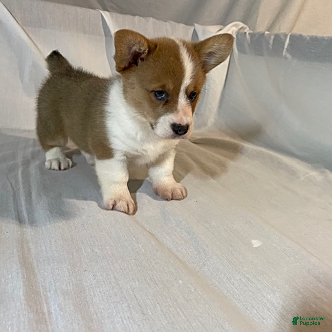Welsh Corgi Pembroke dogs for sale: Jewel - Image 4