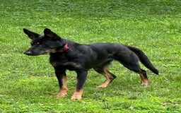 Belgian Malinois dogs for sale: Ula - Image 7
