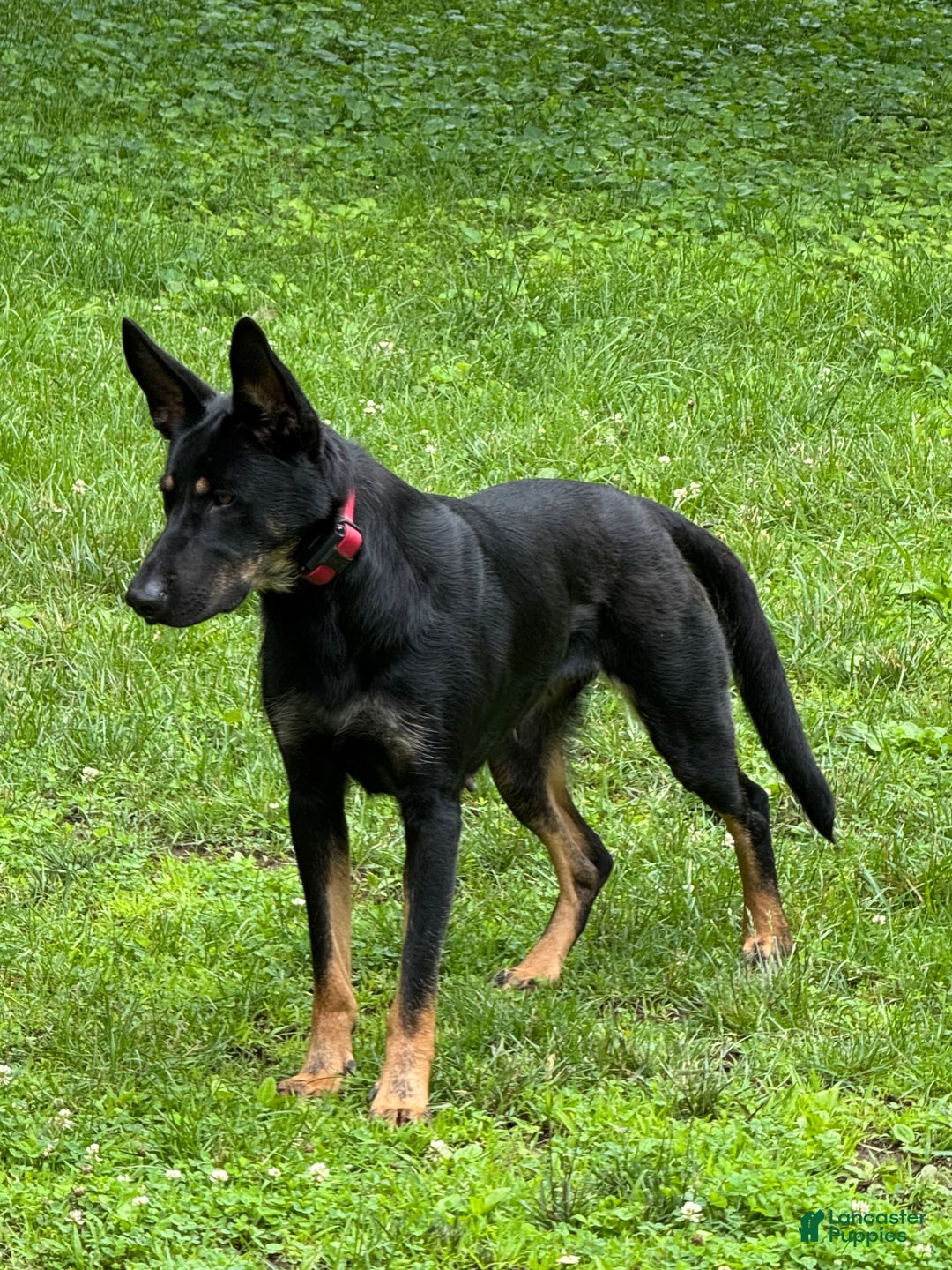 Belgian Malinois dogs for sale: Ula - Image 7